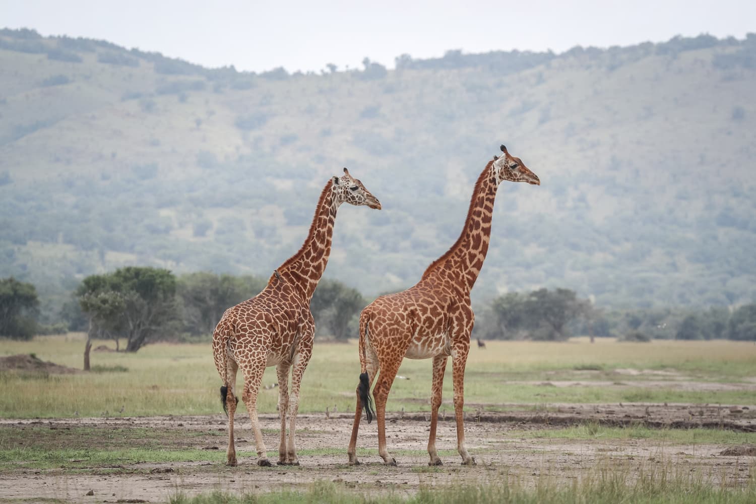 Two Masai giraffes in Akagera National Park