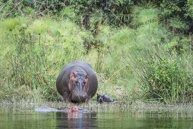 A hippo and her calf at the water’s edge in Akagera