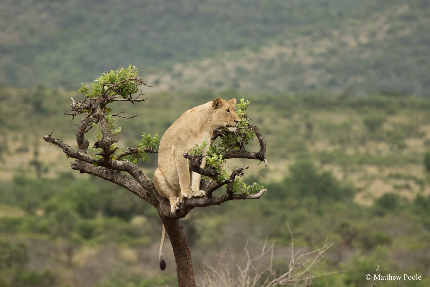 A lion resting in an acacia tree in Akagera