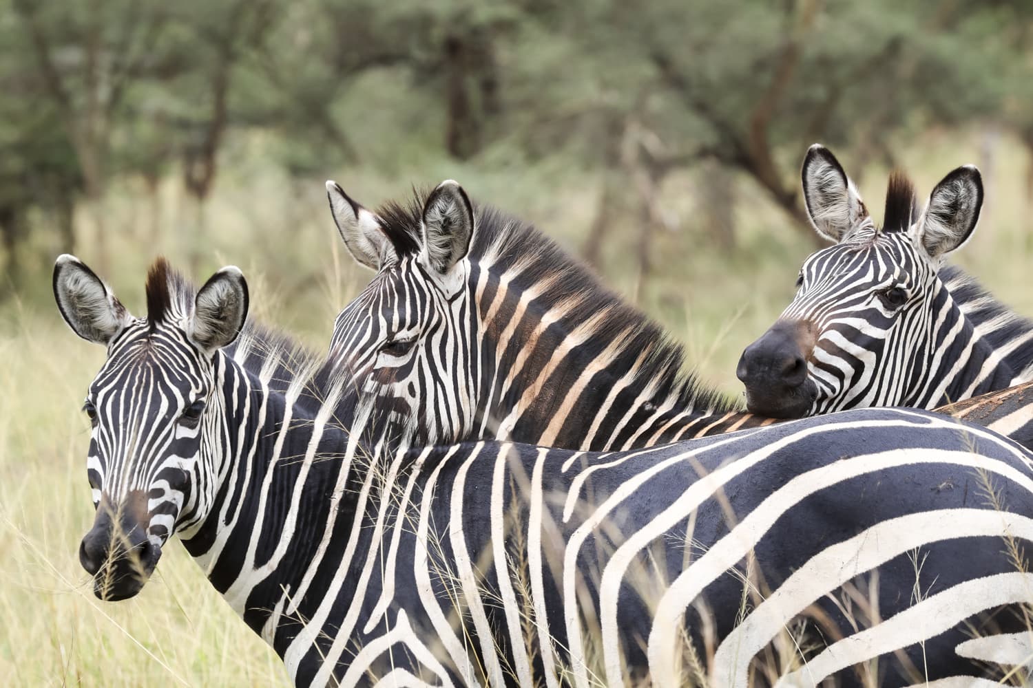 Three zebras in Akagera National Park