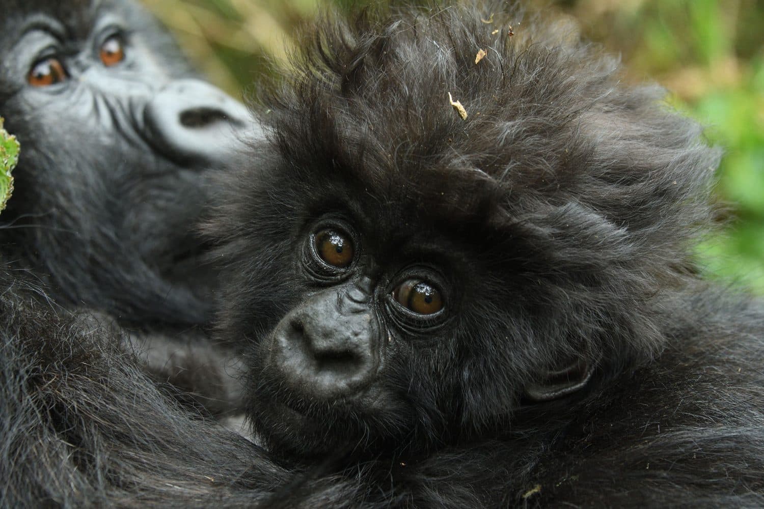 A baby mountain gorilla in Volcanoes National Park