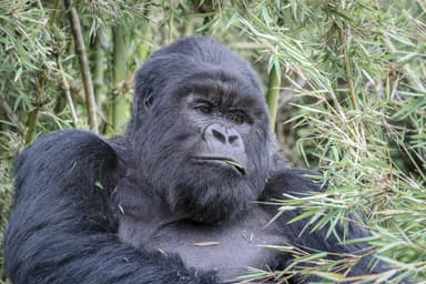 Visitors watching a gorilla family in the Virungas