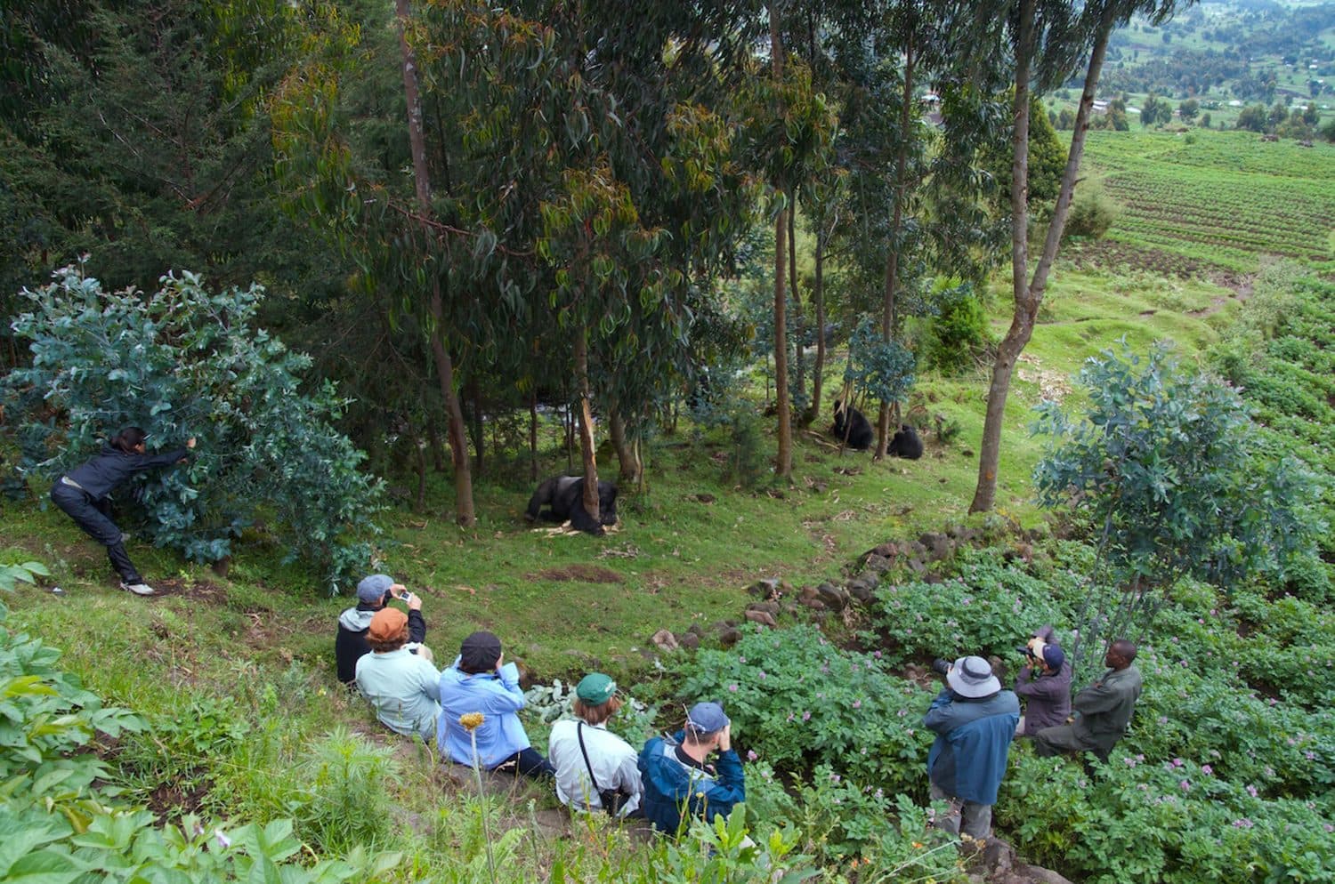 Visitors watching a gorilla family in the Virungas