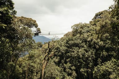 Walkers on the Nyungwe canopy walkway