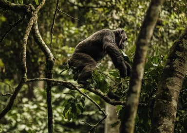 A chimpanzee in Nyungwe Forest