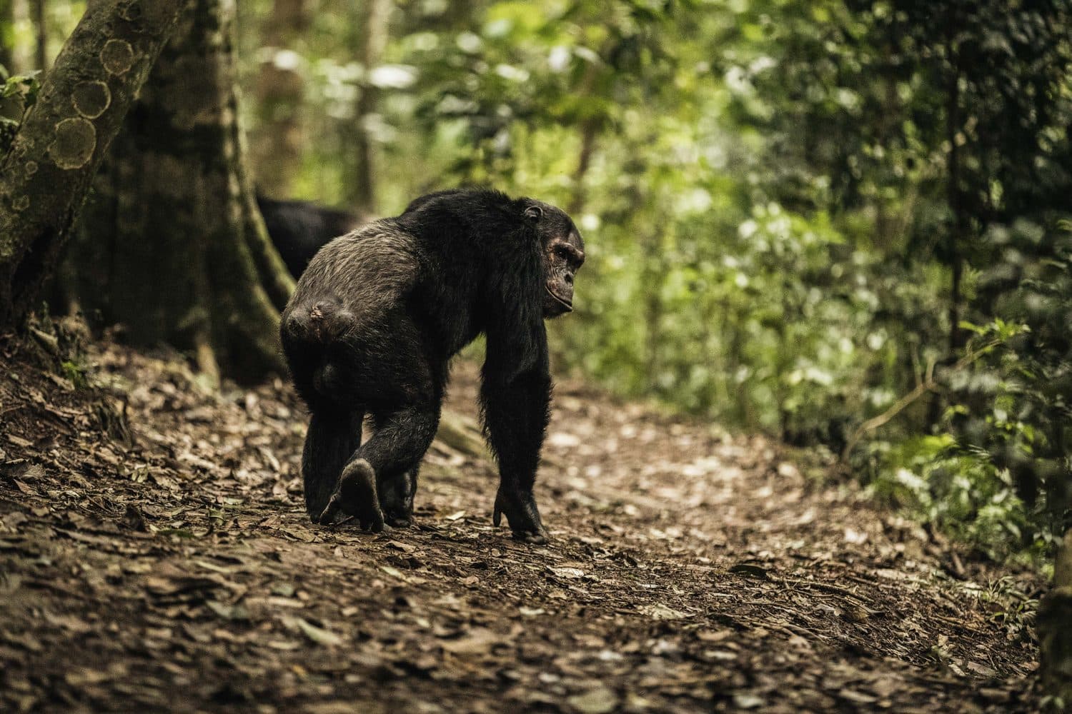 A chimpanzee in Nyungwe Forest