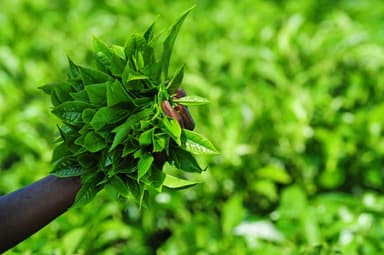 Freshly picked tea leaves in a picker’s hand