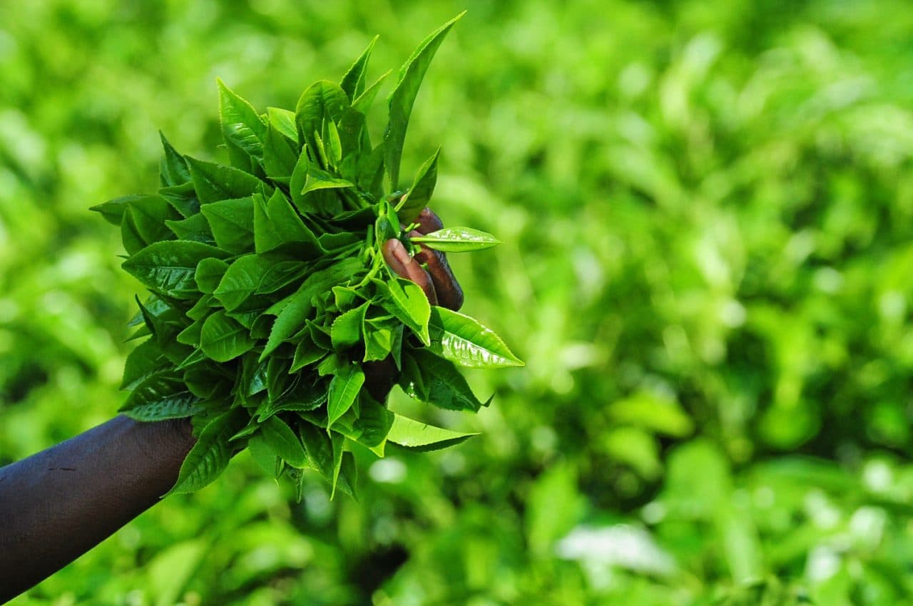 Freshly picked tea leaves in a picker’s hand