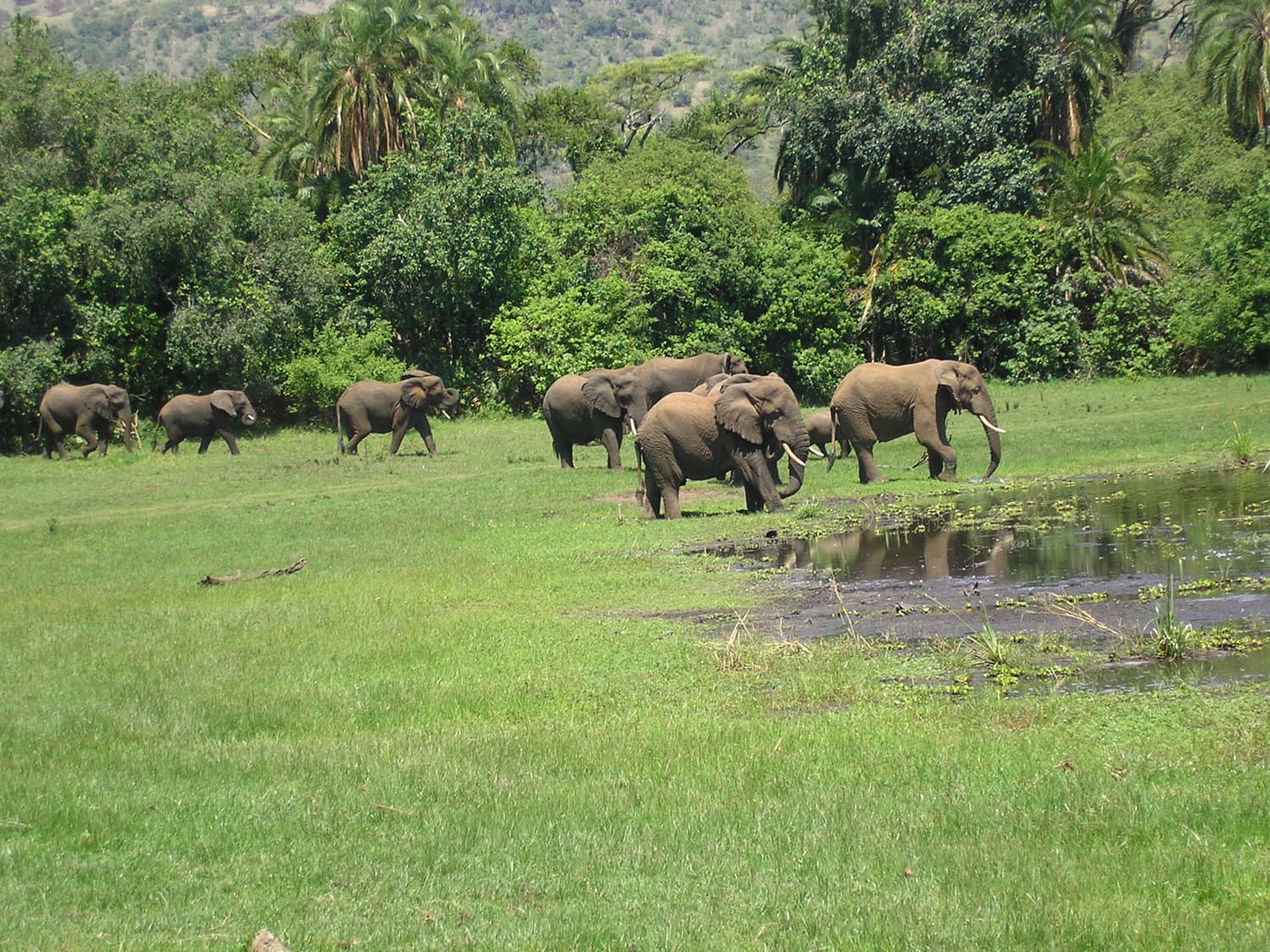 Elephants grazing by the water in Akagera National Park